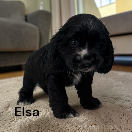 puppy, for, sale, Cocker Spaniel, Joe & Cherri  Overlease, dog, breeder, Miller, MO, dog-breeder, puppy-for-sale, forsale, nearby, find, puppyfind, locator, puppylocator, aca
